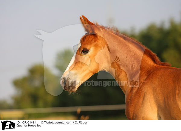 Quarter Horse foal / CR-01484
