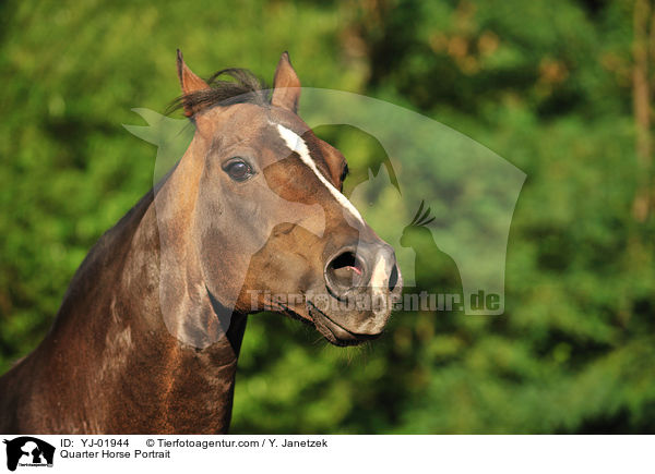 Quarter Horse Portrait / Quarter Horse Portrait / YJ-01944