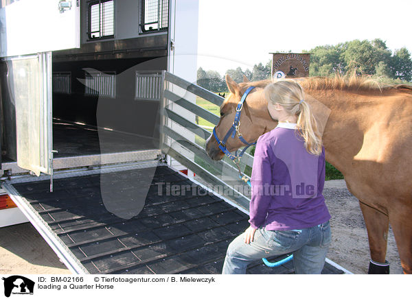 Quarter Horse beim Verlading / loading a Quarter Horse / BM-02166