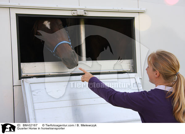 Quarter Horse im Transporter / Quarter Horse in horsetransporter / BM-02167