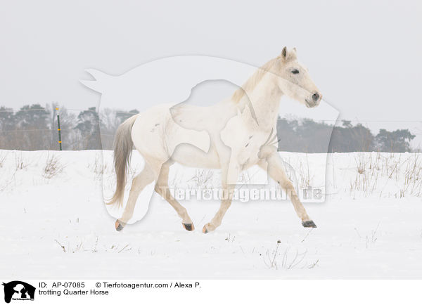 trotting Quarter Horse / AP-07085