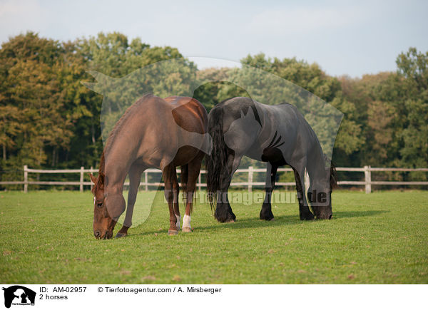 2 horses / AM-02957