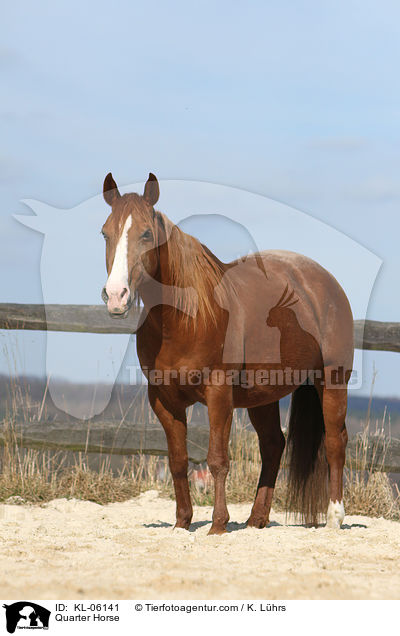 Quarter Horse / KL-06141