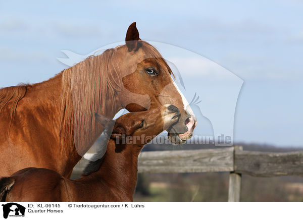 Quarter Horses / Quarter Horses / KL-06145