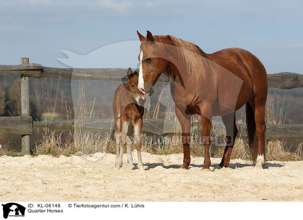 Quarter Horses / Quarter Horses / KL-06148