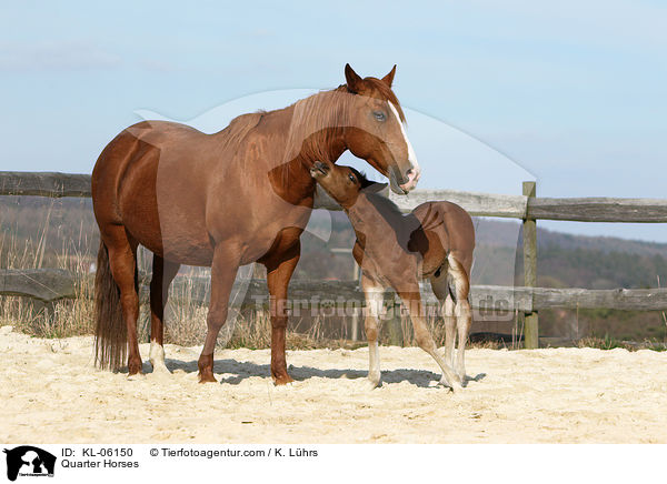 Quarter Horses / Quarter Horses / KL-06150