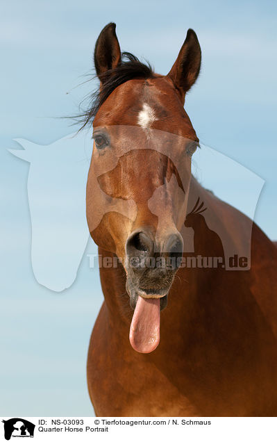 Quarter Horse Portrait / NS-03093