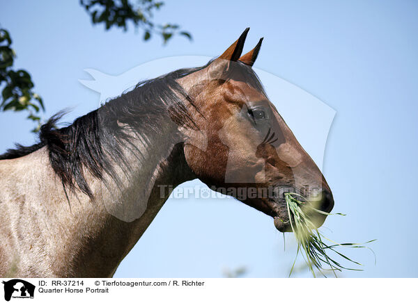 Quarter Horse Portrait / Quarter Horse Portrait / RR-37214