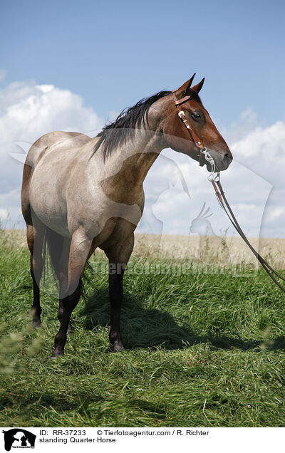 stehendes Quarter Horse / standing Quarter Horse / RR-37233