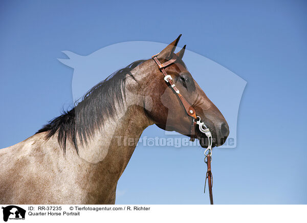 Quarter Horse Portrait / Quarter Horse Portrait / RR-37235