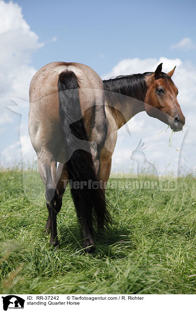 stehendes Quarter Horse / standing Quarter Horse / RR-37242