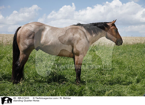 stehendes Quarter Horse / standing Quarter Horse / RR-37243