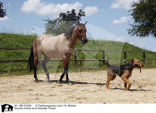 Quarter Horse and Airedale Terrier / RR-37269