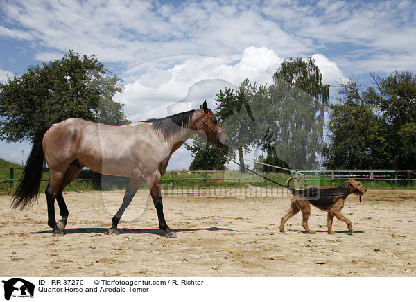 Quarter Horse and Airedale Terrier / RR-37270