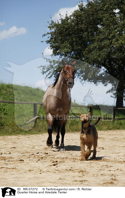 Quarter Horse and Airedale Terrier / RR-37272