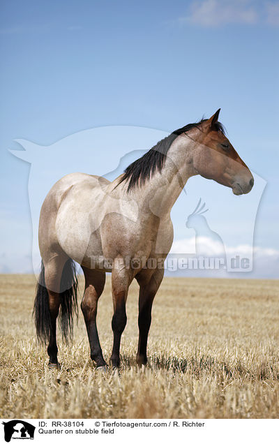 Quarter Horse auf Stoppelfeld / Quarter on stubble field / RR-38104