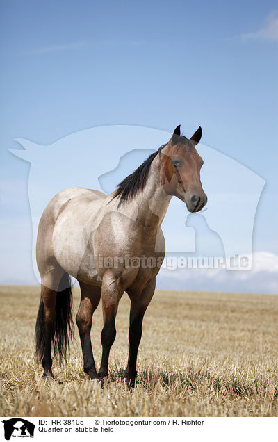 Quarter Horse auf Stoppelfeld / Quarter on stubble field / RR-38105