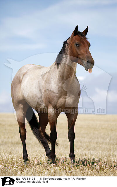 Quarter Horse auf Stoppelfeld / Quarter on stubble field / RR-38108