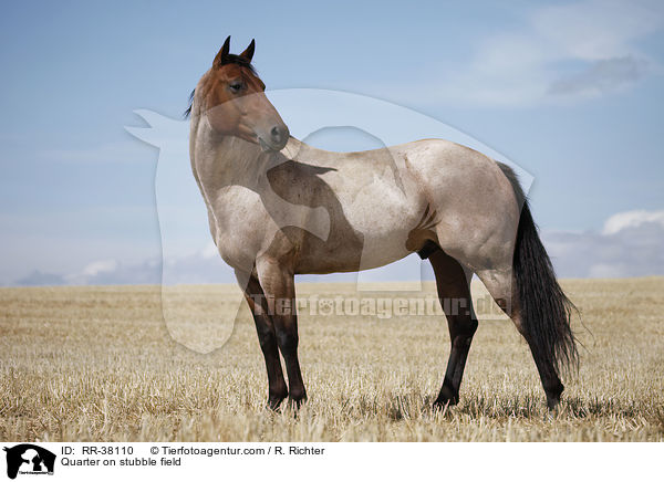 Quarter Horse auf Stoppelfeld / Quarter on stubble field / RR-38110