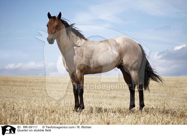 Quarter Horse auf Stoppelfeld / Quarter on stubble field / RR-38111