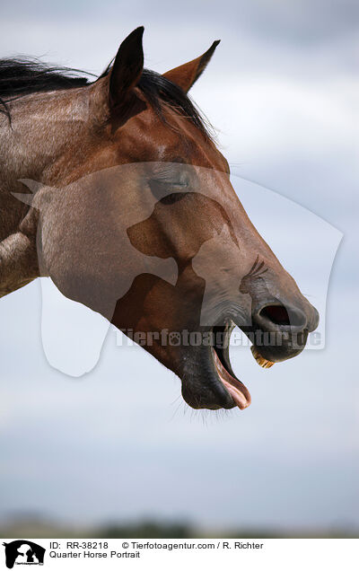 Quarter Horse Portrait / RR-38218