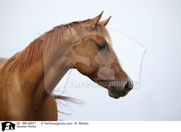Quarter Horse / RR-38871