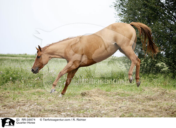 Quarter Horse / Quarter Horse / RR-38874