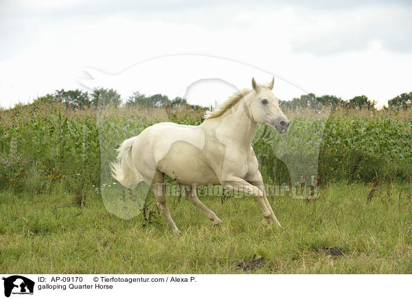galloping Quarter Horse / AP-09170