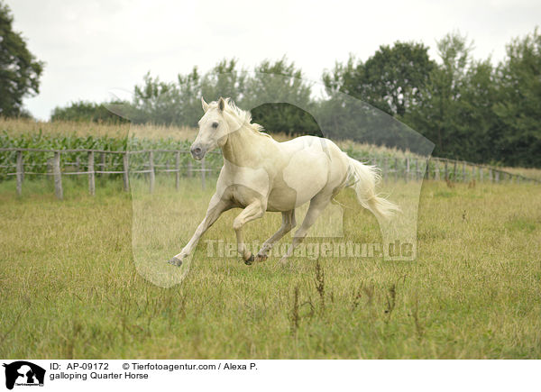 galoppierendes Quarter Horse / galloping Quarter Horse / AP-09172