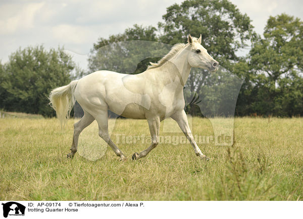 trabender Quarter Horse / trotting Quarter Horse / AP-09174
