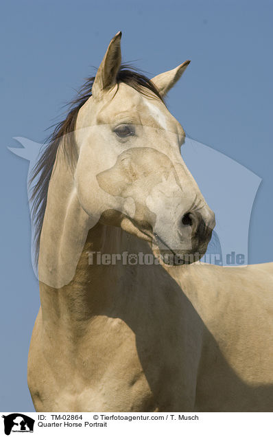 Quarter Horse Portrait / TM-02864