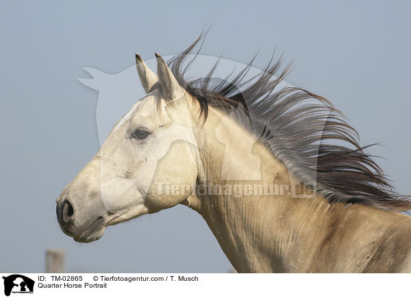 Quarter Horse Portrait / TM-02865