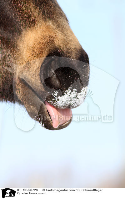 Quarter Horse mouth / SS-26728