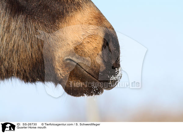 Quarter Horse Maul / Quarter Horse mouth / SS-26730