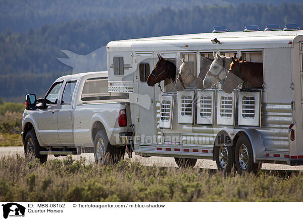 Quarter Horses im Transporter / Quarter Horses / MBS-08152