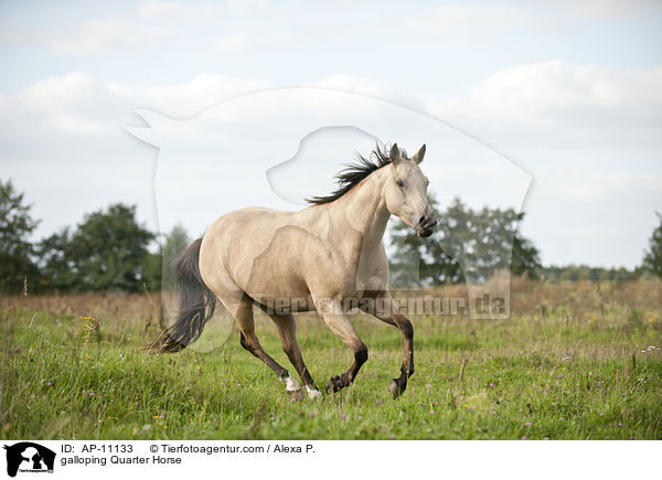 galoppierendes Quarter Horse / galloping Quarter Horse / AP-11133