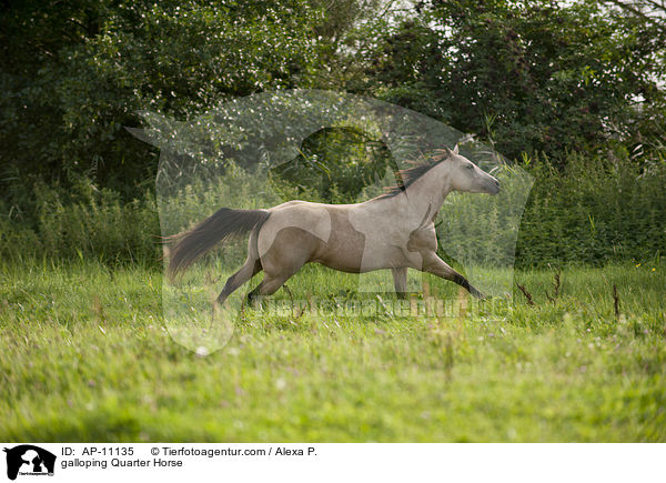 galoppierendes Quarter Horse / galloping Quarter Horse / AP-11135