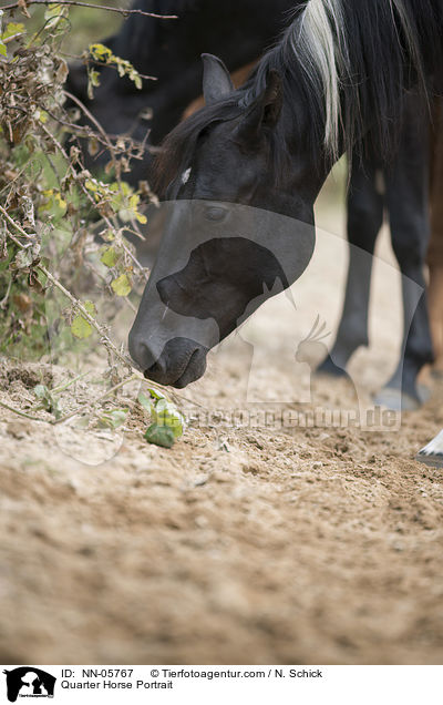 Quarter Horse Portrait / Quarter Horse Portrait / NN-05767
