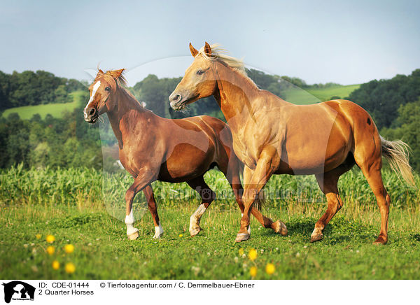 2 Quarter Horses / 2 Quarter Horses / CDE-01444