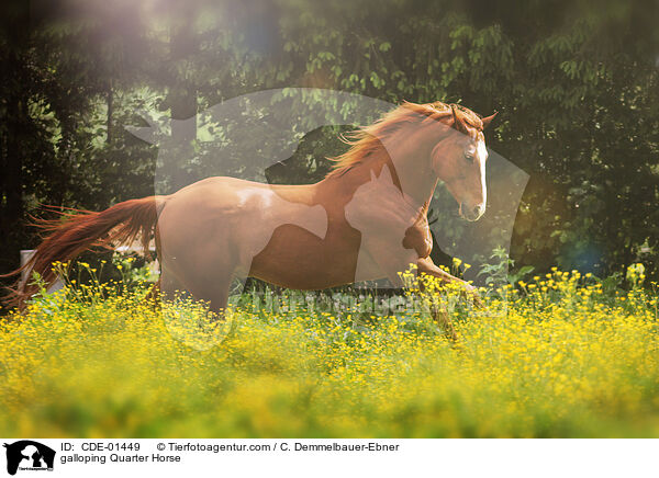 galoppierendes Quarter Horse / galloping Quarter Horse / CDE-01449