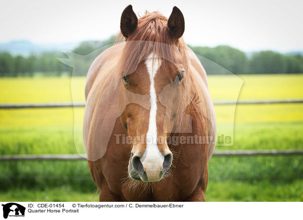 Quarter Horse Portrait / Quarter Horse Portrait / CDE-01454