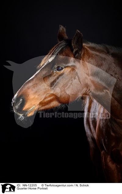 Quarter Horse Portrait / Quarter Horse Portrait / NN-12205