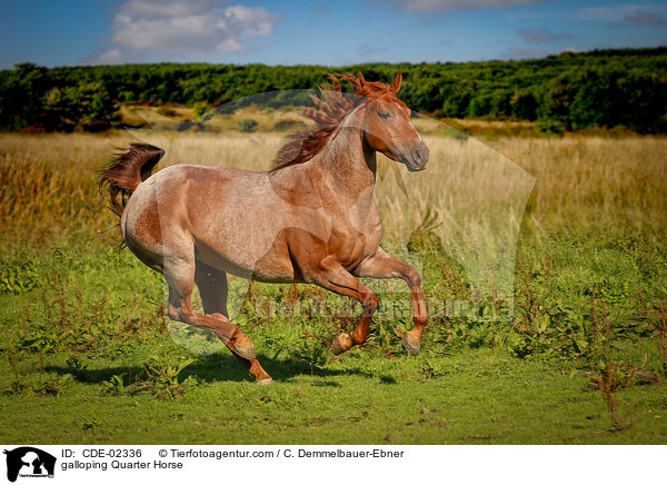 galoppierendes Quarter Horse / galloping Quarter Horse / CDE-02336