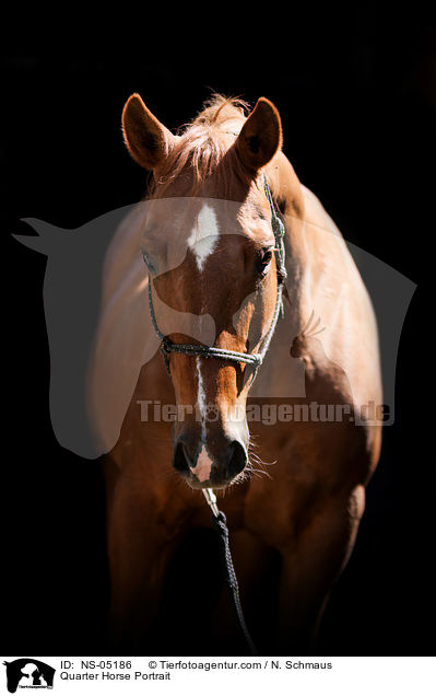 Quarter Horse Portrait / Quarter Horse Portrait / NS-05186