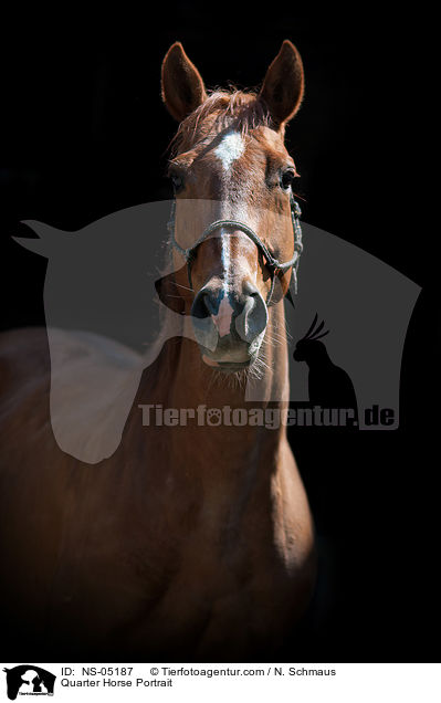 Quarter Horse Portrait / Quarter Horse Portrait / NS-05187