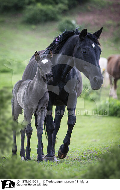Quarter Horse Stute mit Fohlen / Quarter Horse with foal / STM-01021