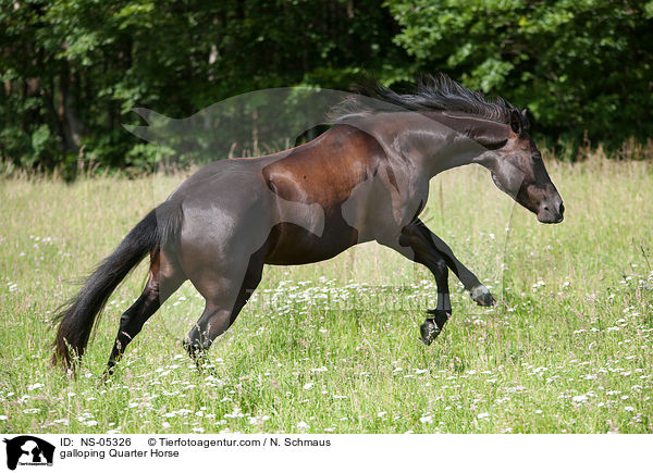 galoppierendes Quarter Horse / galloping Quarter Horse / NS-05326