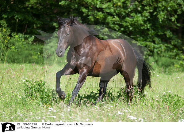 galoppierendes Quarter Horse / galloping Quarter Horse / NS-05328