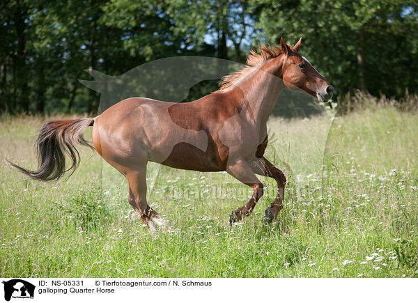 galoppierendes Quarter Horse / galloping Quarter Horse / NS-05331