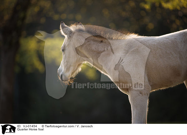 Quarter Horse Fohlen / Quarter Horse foal / VJ-01454